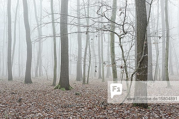 Kahler Wald im Winter  dichter Nebel und Raureif  Burgenlandkreis  Sachsen-Anhalt  Deutschland  Europa