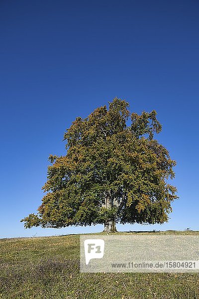 Rotbuche (Fagus sylvatica) Weidebuche  Biosphärengebiet Schwäbische Alb  UNESCO-Welterbe  Baden-Württemberg  Deutschland  Europa