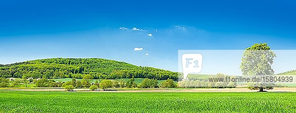 Panorama  Kulturlandschaft im Frühling  grüne Felder und Wälder  einsame Eiche (Quercus)  blauer Himmel  Weserbergland  Niedersachsen  Deutschland  Europa