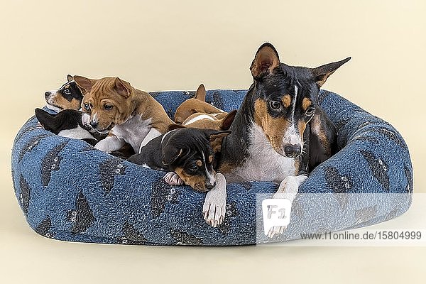 Basenji oder Kongo Terrier (Canis lupus familiaris)  erwachsenes Tier mit Welpen  liegend im Hundebett  Studioaufnahme  heller Hintergrund  Österreich  Europa
