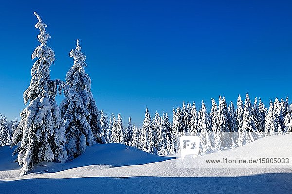 Verschneite  unberührte Winterlandschaft  schneebedeckte Tannen  Nationalpark Harz  Sachsen-Anhalt  Deutschland  Europa