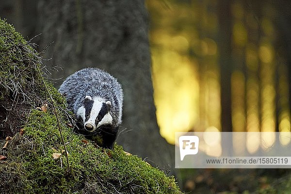 European badger (Meles meles)  in the morning light on moss-covered hills standing in the forest  captive  Bohemian Forest  Czech Republic  Europe