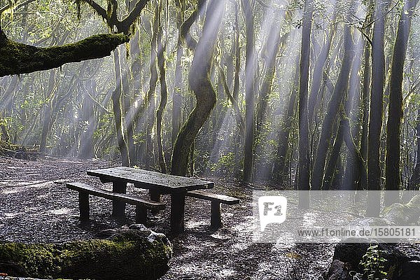 Sonnenstrahlen im Nebel  Picknicktisch im Nebelwald  Nationalpark Garajonay  La Gomera  Kanarische Inseln  Spanien  Europa