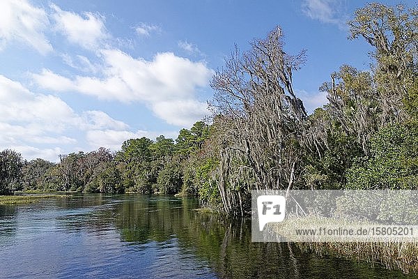 River landscape with reeds  trees with Spanish moss or (Tillandsia usneoides)  Rainbow River  Rainbow Springs State Park  Dunnelon  Florida  USA  North America