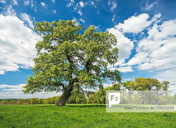 Kulturlandschaft im Frühling  Alte krumme Huteiche (Quercus) auf grüner Wiese  blauer Himmel mit Wolken  Reinhardswald  Hessen  Deutschland  Europa