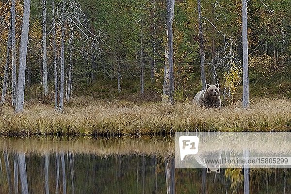 Braunbär (Ursus arctos) im Herbstwald  Kainuu  Nordkarelien  Kuhmo  Finnland  Europa
