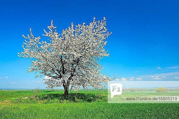Grüne Felder im Frühling  blühender Kirschbaum (Prunus)  blauer Himmel mit Wolken  Unstrut-Hainich-Kreis  Thüringen  Deutschland  Europa