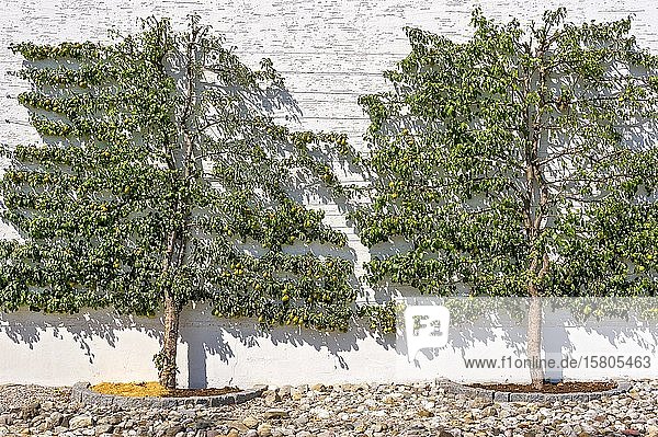 Birnbäumean Birne (Pyrus communis)  Spalierobst an Hauswand  Taufkirchen an der Vils  Oberbayern  Bayern  Deutschland  Europa