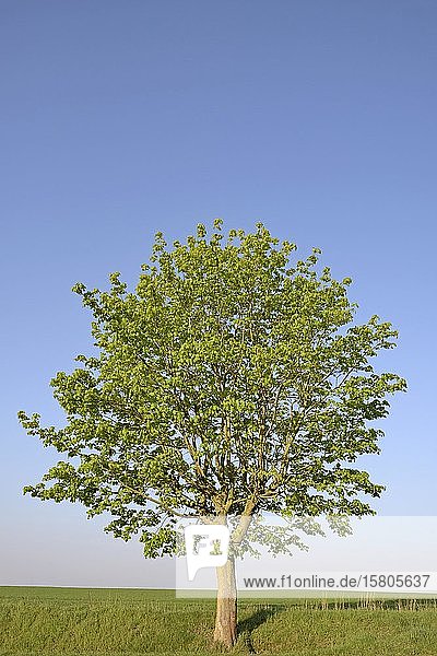 Maple (Acer) solitary tree at the edge of the field blue sky North Rhine-Westphalia Germany Europe