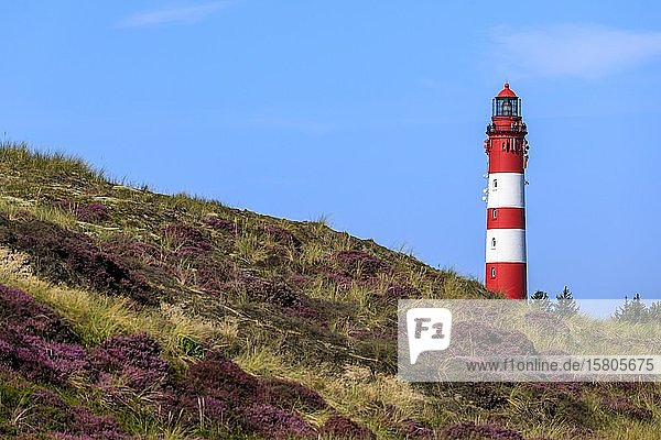 Leuchtturm Amrum mit blühender Heide auf der Insel Amrum  Nordsee  Nordfriesische Insel  Schleswig-Holstein  Deutschland  Europa