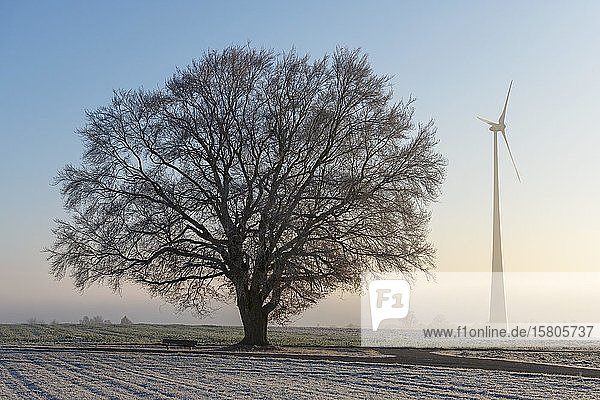 Large-leaved linden tree (Tilia platyphyllos) with wind turbine in dawn Swabian Alb Baden-Württemberg Germany Europe