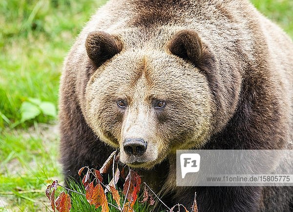 Europäischer Braunbär (Ursus arctos)  Porträt  in Gefangenschaft  Nationalpark Bayerischer Wald  Bayern  Deutschland  Europa
