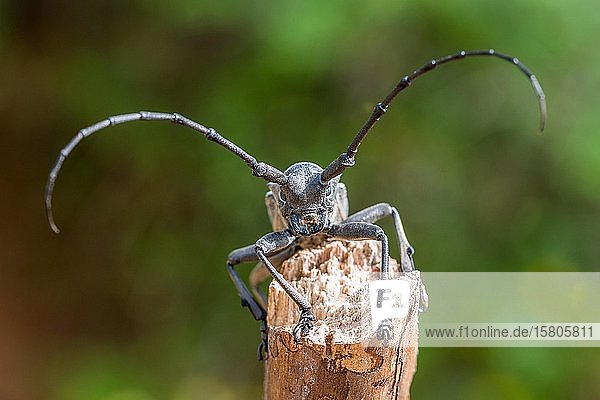 Trauerbock (Morimus asper funereus) Tierportrait Serres Griechenland Europa