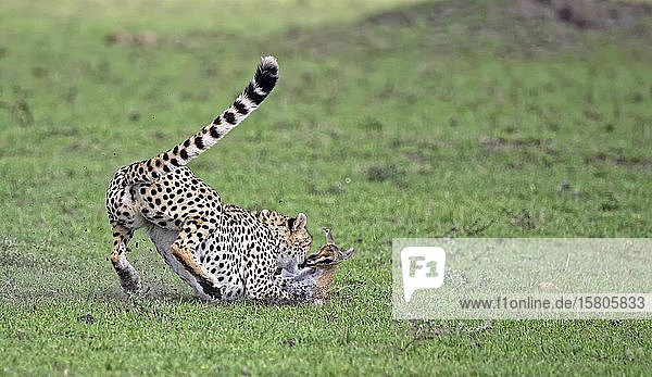 Female cheetah (Acinonyx jubatus) hunts a young Thomson's gazelle Masai Mara National Reserve Kenya Africa