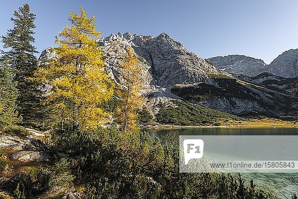 Gelbe Lärchen in Herbstfärbung am Seebensee  Vorderer Tajakopf  Ehrwald  Ehrwald  Mieminger Kette  Tirol  Österreich  Europa