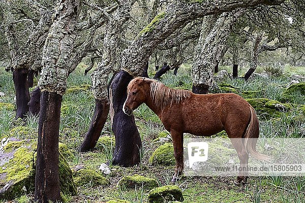 Halbwildes Pferd im Korkeichenwald Giara di Gesturi Sardinien Italien Europa