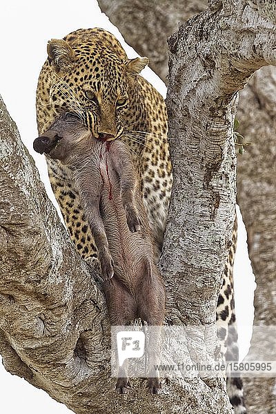 Leopard (Panthera pardus) with a killed young warthog on a tree  Massai Mara Game Reserve  Kenya  Africa