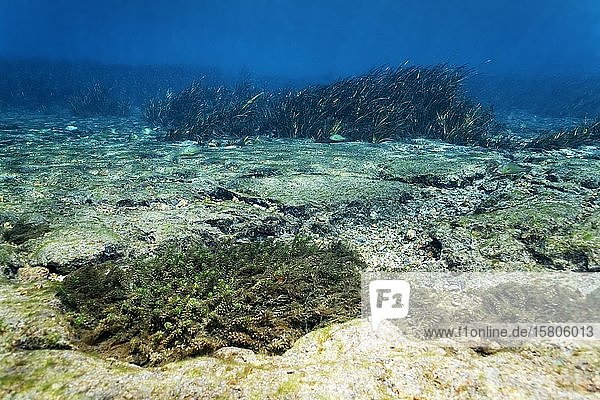 Unterwasserlandschaft, sandiges Flussbett mit Wasserpest (Elodea) vorne, Schilf hinten, Rainbow River, Rainbow Springs State Park, Dunnelon, Florida, USA, Nordamerika