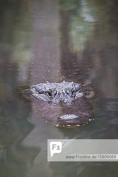 Amerikanischer Alligator (Alligator mississippiensis) schaut aus dem Wasser  in Gefangenschaft  St. Augustine Alligator Farm Zoological Park  St. Augustine  Florida  USA  Nordamerika