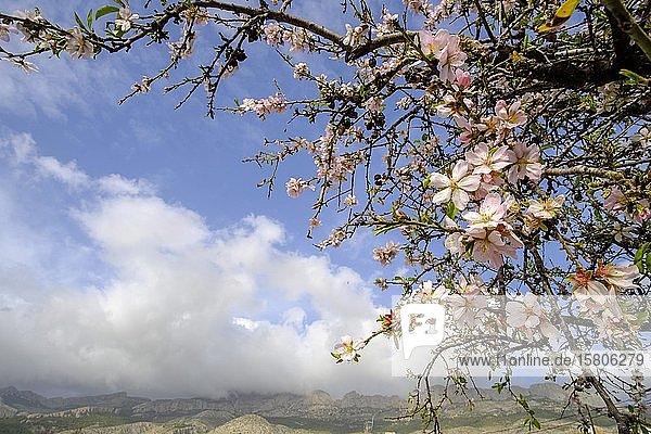 Mandelblüte (Prunus dulcis) in Altea  Alicante  Spanien  Europa