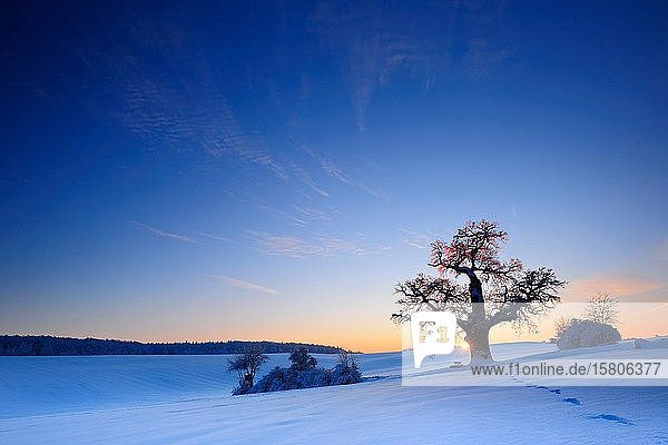 Winterlandschaft mit einsamer Eiche (Quercus) bei Sonnenuntergang  funkelnde Schneekristalle  östliches Harzvorland  bei Harzgerode  Sachsen-Anhalt  Deutschland  Europa