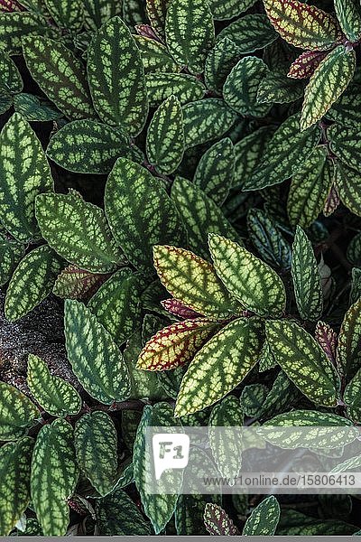 Green and purple patterned leaves polka dot plant dotted leaf (Hypoestes phyllostachya) Botanical Garden Berlin Berlin Germany Europe