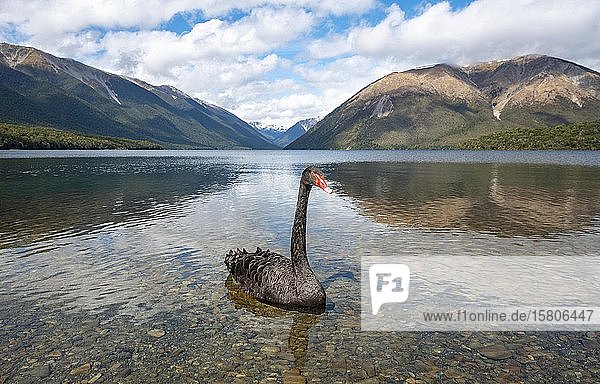 Black swan (Cygnus atratus) at Lake Rotoiti  Nelson Lakes National Park  Tasman District  South Island  New Zealand  Oceania