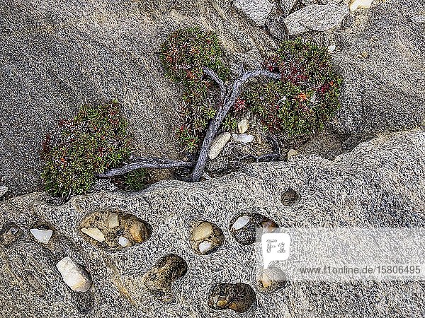 Vom Wind geformter Wacholderbaum (Juniperus) wächst zwischen Felsen Windflüchter Sardinien Italien Europa