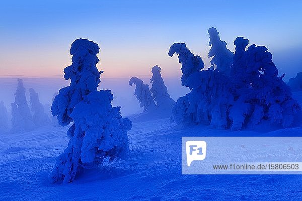 Before sunrise on the Brocken in winter  dawn  fog  deeply snow-covered crooked mountain spruces  Harz National Park  Saxony-Anhalt  Germany  Europe