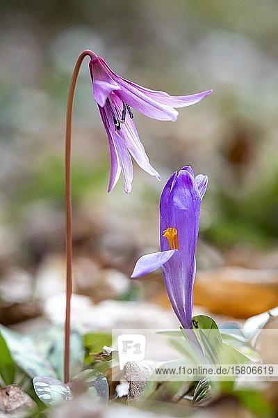 Hundszahnlilie (Erythronium dens-canis) und ein Krokus (Crocus) Hochformat Steiermark Österreich Europa