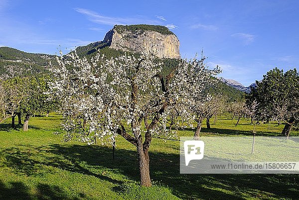 Mandelblüte  blühende Mandelbäume und Puig d'Alaro  bei Alaro  Mallorca  Balearen  Spanien  Europa