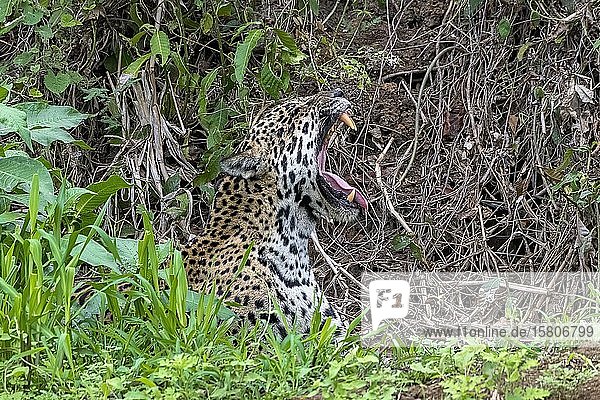 Jaguar (Panthera Onca)  gähnt  Matto Grosso do Sul  Pantanal  Brasilien  Südamerika