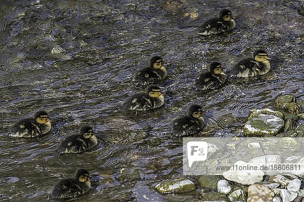 Stockenten (Anas platyrhynchos) Küken schwimmen im Bach Weizbach Weiz Österreich Europa