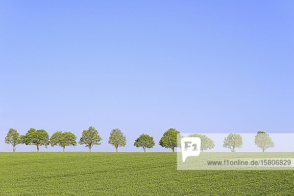 Ahorn (Acer)  Baumreihe in der Kulturlandschaft  im Frühling  blauer Himmel  Nordrhein-Westfalen  Deutschland  Europa