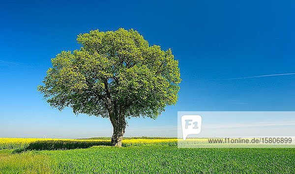 Kulturlandschaft im Frühling  einsame Linde (Tilia)  Getreide- und Rapsfelder  blauer Himmel  Burgenlandkreis  Sachsen-Anhalt  Deutschland  Europa