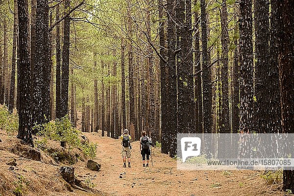 Wanderer genießen die Ruhe auf einem Waldweg La Palma Kanaren Spanien Europa