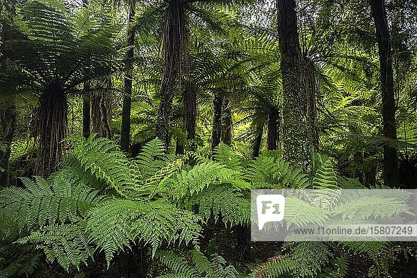 Farne und subtropischer Regenwald  Punakaiki  Paparoa National Park  Westküste  Südinsel  Neuseeland  Ozeanien
