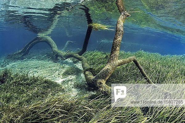 Unterwasserlandschaft im Flussbett, Baum, abgestorben, Sandgrund, Seegras, Rainbow River, Rainbow Springs State Park, Dunnelon, Florida, USA, Nordamerika