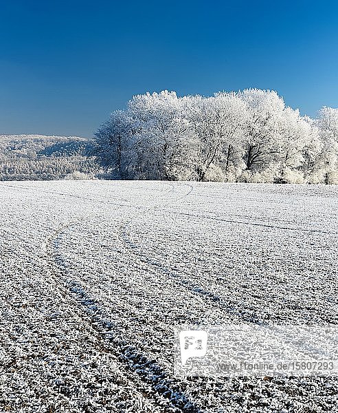 Winterlandschaft mit Raureif  Fahrzeugspur auf Feld  Wald im Hintergrund  Burgenlandkreis  Sachsen-Anhalt  Deutschland  Europa