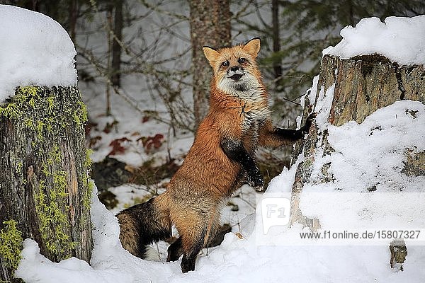 American red fox  (Vulpes fulva)  adult  in winter  in snow  foraging  Montana  North America  USA  North America