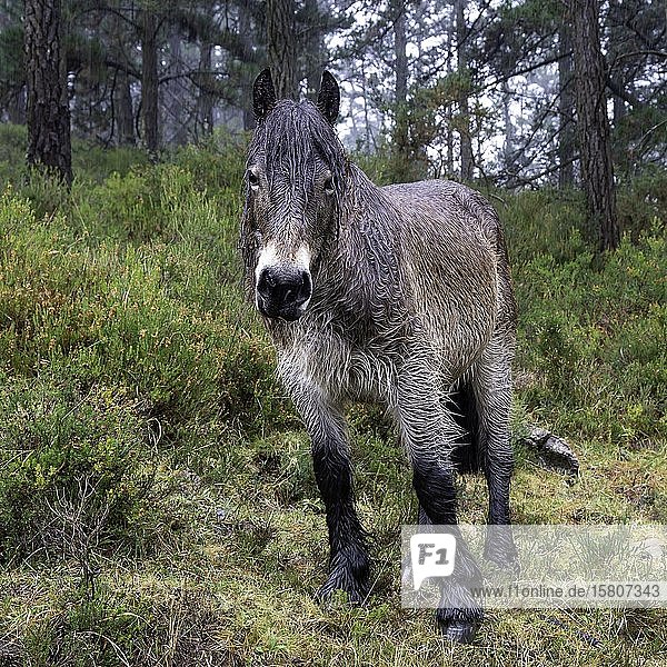 Nasses Pferd steht bei Regen im Wald Spanien Europa