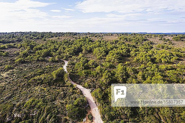 Son Real coastal protected area with pines  near Can Picafort  drone recording  Majorca  Balearic Islands  Spain  Europe