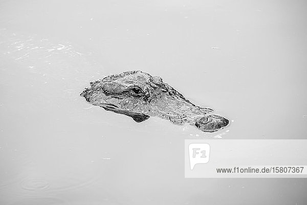 Amerikanisches Krokodil (Crocodylus acutus) im Wasser  in Gefangenschaft  St. Augustine Alligator Farm Zoological Park  St. Augustine  Florida  USA  Nordamerika