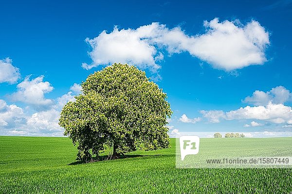 Große solitäre Rosskastanie (Aesculus) in voller Blüte auf einer grünen Wiese im Frühling  blauer Himmel mit Kumuluswolken  Saalekreis  Sachsen-Anhalt  Deutschland  Europa