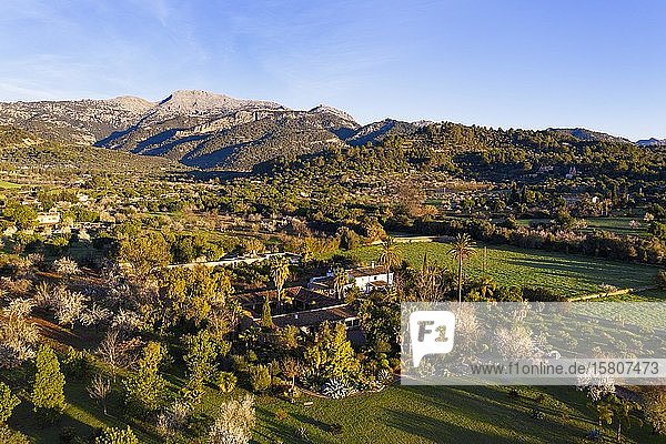 Kulturlandschaft mit Finca und blühenden Mandelbäumen  bei Mancor de la Vall  Serra de Tramuntana  Luftaufnahme  Mallorca  Balearen  Spanien  Europa