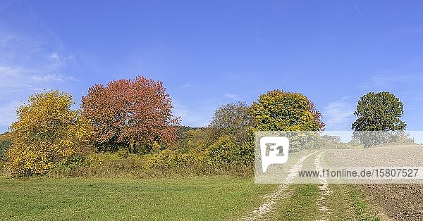 Herbstlich gefärbte Bäume und Feldweg  Hernstein  Niederösterreich  Österreich  Europa