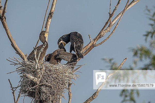 Kormoran (Phalacrocoracidae) füttert sein Junges im Nest Kerkinisee Griechenland Europa