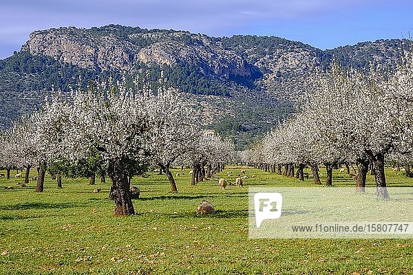 Mandelblüte  blühende Mandelbäume  Mandelplantage mit Schafen bei Bunyola  Serra de Tramuntana  Mallorca  Balearische Inseln  Spanien  Europa