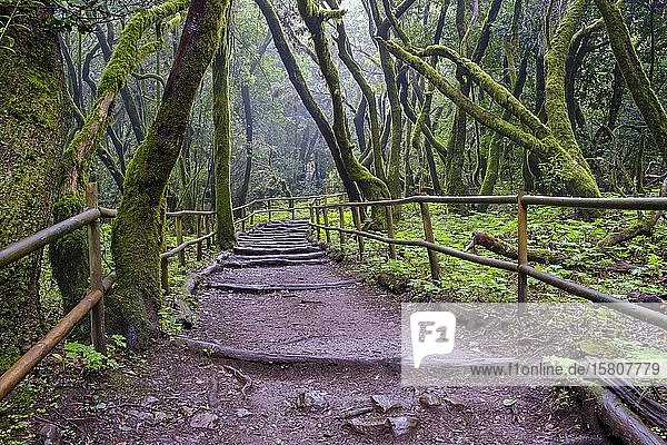 Forest path in the laurel forest  Laguna Grande  Garajonay National Park  La Gomera  Canary Islands  Spain  Europe