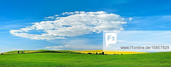 Panorama  rape and corn fields in spring  blue sky  Saalekreis  Saxony-Anhalt  Germany  Europe